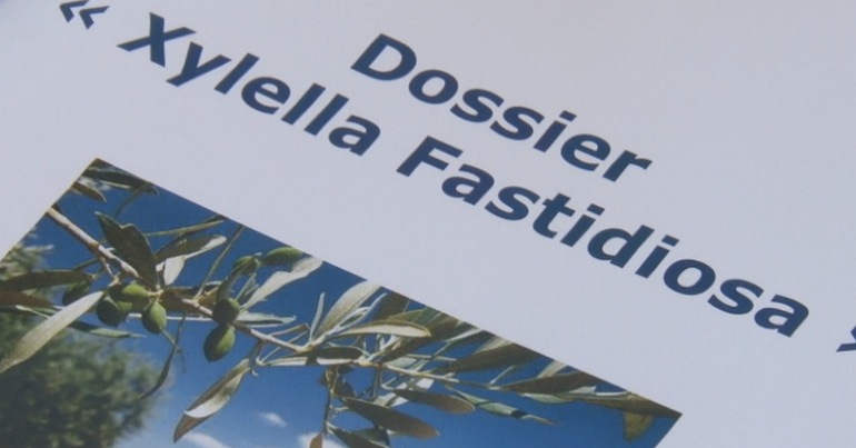 Bacterie Xylella Fastidiosa